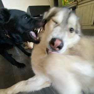 Meet your Posher, Renée’s vloging